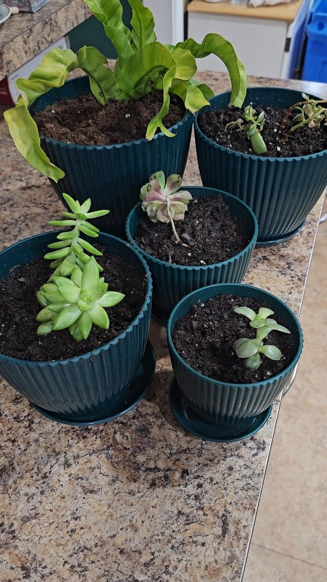 Dark green fluted Vodotion planters with succulents